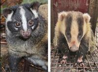 この動物何か分かりますか 散歩中に見つけたのですが野生動物ですか Yahoo 知恵袋