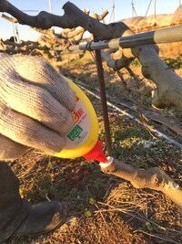 植木の剪定についてお尋ねします切り口に木工ボンドを塗ると書いてますがこれでい Yahoo 知恵袋