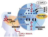 葉巻の依存性について私は毎日 ラーメンやカレーを食べたくなるので Yahoo 知恵袋