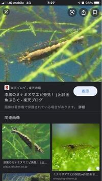 新種のエビ こんにちは はじめまして 生き物が好きな夫婦で Yahoo 知恵袋