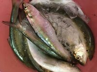 サバとかアジのような青魚 アオザカナ って世界のどこかには 淡水魚 Yahoo 知恵袋