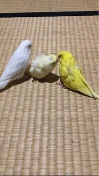 神戸市 関西方面で羽衣セキセイインコを探していますがホントにいません 何 Yahoo 知恵袋