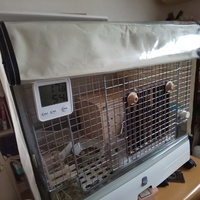 生後約4ヶ月のメスのチンチラを飼っているのですが部屋んぽ中にケージの下 Yahoo 知恵袋