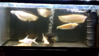 熱帯魚の価格は一般的に専門店よりもホームセンターの方が安いのでしょうか Yahoo 知恵袋