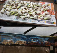 葉ネギの連作障害について質問です これについて調べると連作でき Yahoo 知恵袋