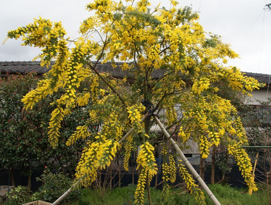 庭に植えて3mほどになっていた大きなミモザの木、パールアカシアの木が