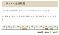 ホームセンターで そら豆の苗は いつ頃販売されますか また１ポット幾ら Yahoo 知恵袋