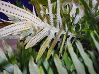 フレボディウムブルースターを室内で育てて３年目です 素人なので わ Yahoo 知恵袋