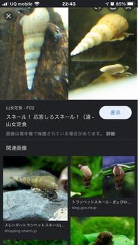 写真の貝の名前が分かる方 いらっしゃいますでしょうか 淡 Yahoo 知恵袋