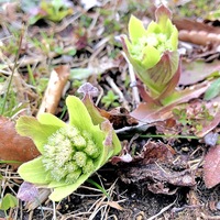 庭に生えていました この植物はなんですか ふきのとうかな と思って摘んでみ Yahoo 知恵袋