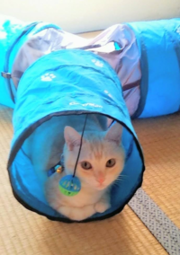 もうすぐ2歳になる猫を初めて1泊のお留守番をしてもらう予定です エア Yahoo 知恵袋