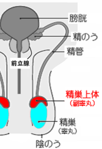 先日 泌尿器科に行き精巣上体炎と診断されました もう痛みはほぼないんで Yahoo 知恵袋