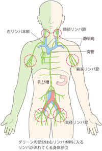 内頚静脈と鎖骨下静脈の合流部を静脈角ですか そだよ ん Yahoo 知恵袋