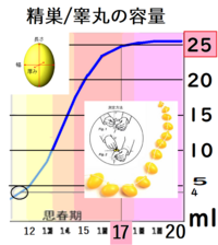 高2男子です 突然下なんですが自分の睾丸というのか金玉が小さくて不安 Yahoo 知恵袋