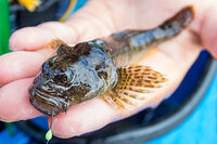 川魚に詳しい方教えてください 岩の隙間とか裏に居る茶色 Yahoo 知恵袋