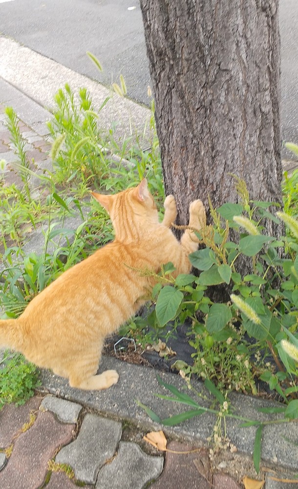 猫が家の柱で爪研ぎをしてボロボロにされました。何か良い対策は 