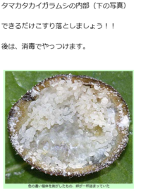 梅の木に毎年現れるタマカイガラムシに悩んでいるのですが どう Yahoo 知恵袋