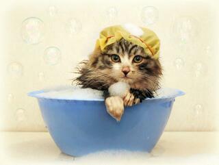 どうして猫はお風呂が嫌いなんですか Yahoo 知恵袋