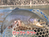 ロックトラウトとレインボートラウトとの見分け方を教えてください Yahoo 知恵袋