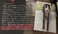 松村北斗の飼っている犬の犬種と名前教えてください Yahoo 知恵袋