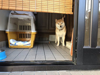 犬が狭い場所が好きだというのは本当 であれば小屋を開けっぱ Yahoo 知恵袋