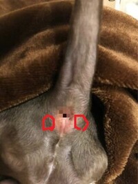 犬の肛門の写真あり 肛門絞りがうまくできません短毛種なので Yahoo 知恵袋