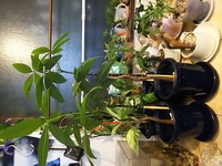 観葉植物について 皆さん家に観葉植物を置いている人は多いと思う Yahoo 知恵袋