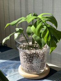 アドバイスよろしくお願いいたします モンステラ初心者です夜分遅く Yahoo 知恵袋