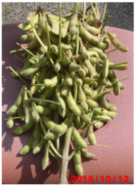昨年 黒豆の 緑化 摘心 断根 栽培に初挑戦し５０本程植え付けました 生育 Yahoo 知恵袋