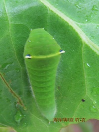 アゲハの幼虫 めちゃくちゃ可愛くないですか 蝶もすごく Yahoo 知恵袋