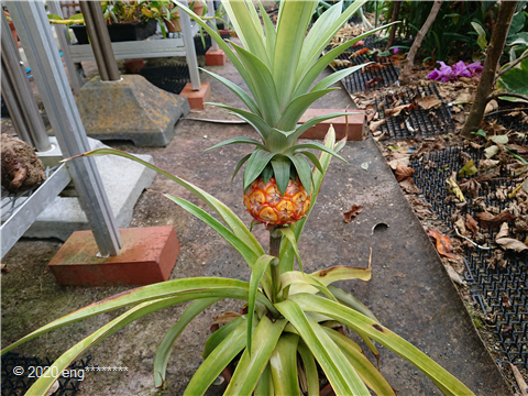パイナップル栽培について 昨年春から3個体 水耕栽培から根を出し Yahoo 知恵袋