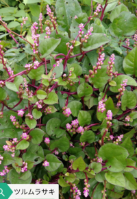 ツルムラサキはドクダミと同じ仲間ですか Yahoo 知恵袋