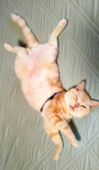 猫が家出した場合飼い主の顔を何日くらい覚えていますか 昨日脱走した猫 Yahoo 知恵袋