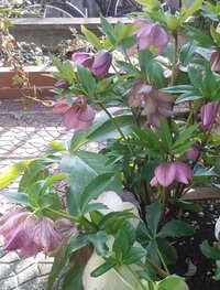 今植える花でいいものはありますか 手間のかからないもの虫があまり来 Yahoo 知恵袋