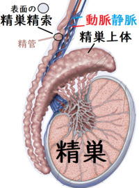 睾丸の下部を触ると何か血管の様なものがあることに気づいたのですがこれ Yahoo 知恵袋