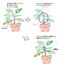 ウンベラータの葉の剪定について質問させてください 冬の寒さ Yahoo 知恵袋