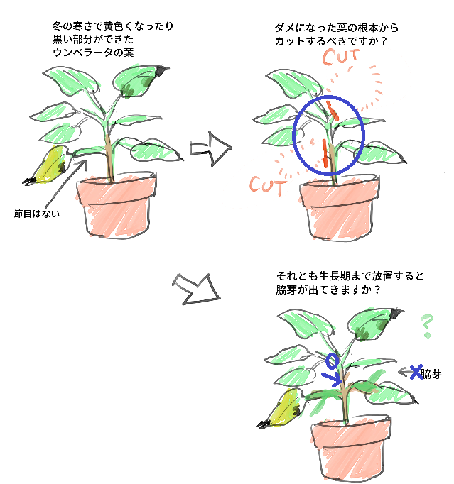 ウンベラータの葉の剪定について質問させてください 冬の寒さ Yahoo 知恵袋