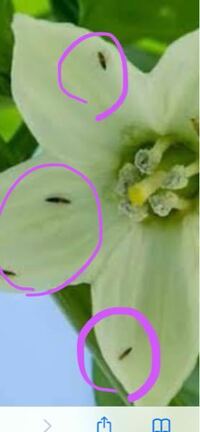 バラにつく黒い小さい虫は何でしょうか 薔薇の新芽がかわ Yahoo 知恵袋