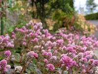 ヒメツルソバのグランドカバー 写真を貼り忘れたので再度投稿です 下図のよ Yahoo 知恵袋