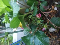 先日ホームセンターでいちごの苗を購入しました その苗はピンクの Yahoo 知恵袋