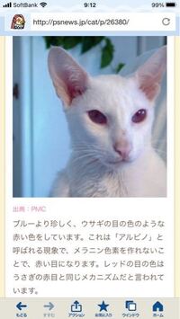 我が家の猫なのですがアルビノだと思いますか ペルシャかチン Yahoo 知恵袋