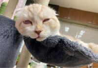 もうすぐ2歳になる猫を飼っているのですが 寝ていると体がピクピクしま Yahoo 知恵袋
