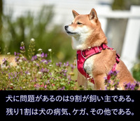 ピットブルや土佐犬って生まれつき凶暴なんですか それとも闘犬と Yahoo 知恵袋