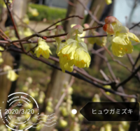 この植物の名前を教えてください 残った花序を見ると ヒュウ Yahoo 知恵袋