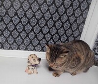 最近引っ越して水道が井戸水になったんですが 硫黄の臭いがします 犬 Yahoo 知恵袋