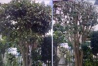 私は金木犀の香りが好きで実家に庭がある為金木犀を植えたいのですが金木犀を Yahoo 知恵袋