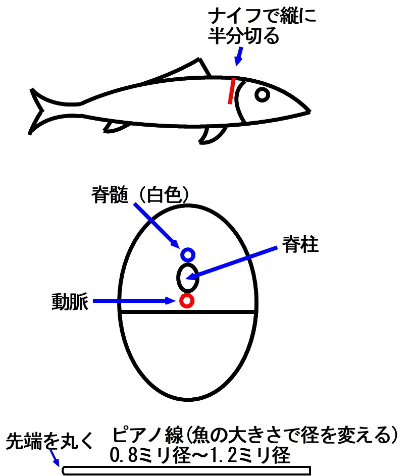 魚の神経締めについて 最近釣った魚に初めて神経締めをしたのですが 神経締め Yahoo 知恵袋