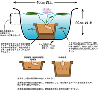 蓮の花は水だけでは育ちませんか 土に植えないとダメでしょうか 以前 Yahoo 知恵袋