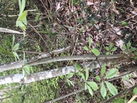 これは コシアブラ Yahoo 知恵袋