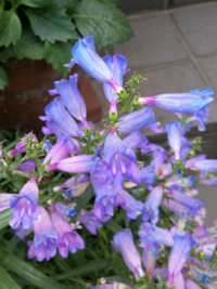 この寄せ植えの 真ん中あたりの背の高いブルーと紫っぽい花 2種類の Yahoo 知恵袋